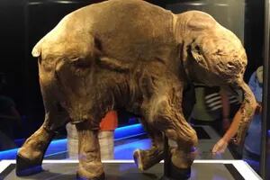 Lyuba: la triste historia del mamut bebé "casi intacto" descubierto en Siberia