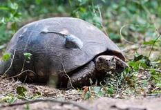 Un grupo de tortugas yabotí fue liberado en El Impenetrable para salvar la especie