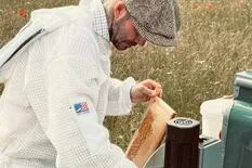 El nuevo trabajo de David Beckham: se puso el traje de apicultor y cosechó su propia miel