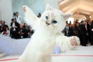 Un conocido actor llegó disfrazado de gato a la MET Gala y generó intriga y revuelo