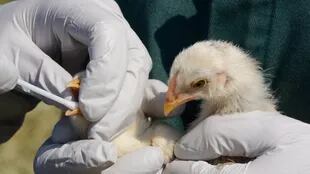 La gripe aviar puede resultar mortal para los humanos