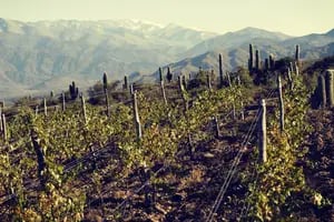 Vendimia: ¿cuáles de estas rutas del vino conocés, más allá de Cuyo?