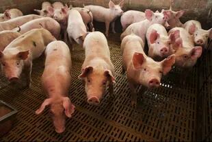 En EE.UU. cerraron plantas procesadoras de cerdos