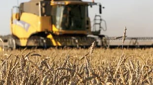 Durante la campaña 2021/2022, entre Rusia y Ucrania podrían exportar 59,20 millones de toneladas de trigo