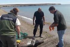 Aberrante: pescadores mataron a golpes a un lobo marino en Península Valdés