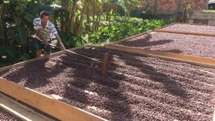 Secado de cacao criollo. Di Giacobbe ayuda a familias en todo el proceso de transformación del cacao en barras de chocolate para mejorar sus ingresos