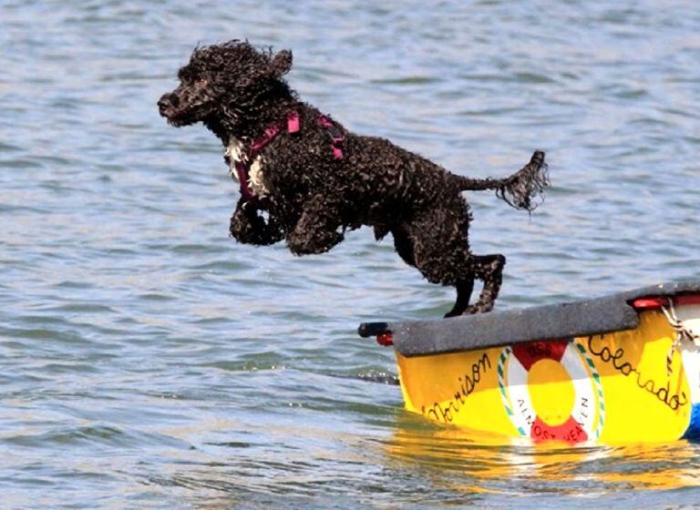 Portuguese Water Dogs are great swimmers (Photo: Video Capture)