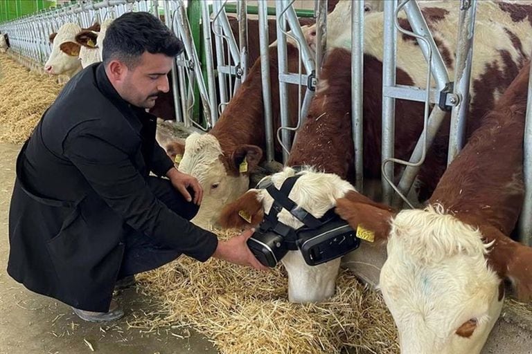 El granjero turco junto a una de las dos vacas a las que le puso anteojos de realidad virtual