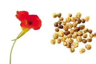Flor y semillas de taco de reina. Se siembra entre marzo y mayo y puede cosecharse entre junio y octubre.