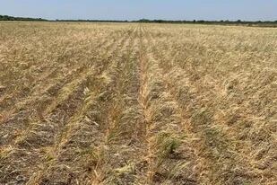 Tucumán perdió más del 80% del trigo