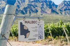 Valle de Pedernal sorprende a la crítica internacional con sus vinos