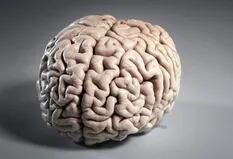 Qué es la materia blanca que compone la mitad de nuestro cerebro