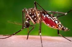 Alerta epidemiológica nacional por casos de dengue y chikungunya