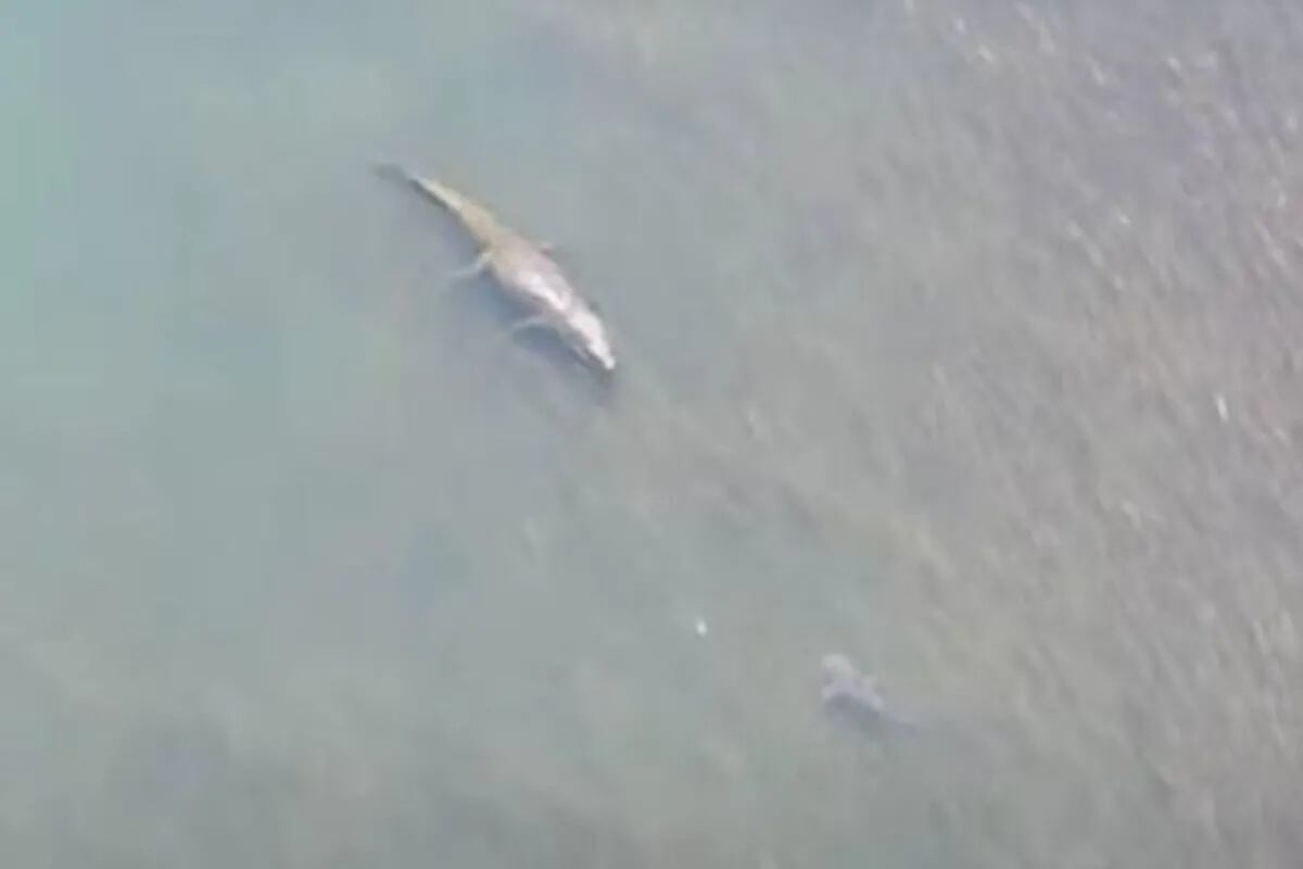 Video: el espeluznante encuentro entre un cocodrilo gigante y un tiburón  toro - LA NACION