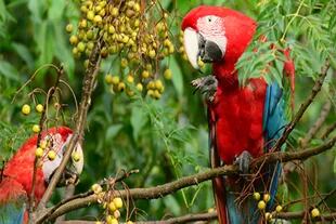 El guacamayo rojo es otra de las especies recuperadas gracias al trabajo del Parque.