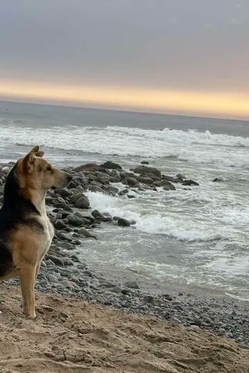 Encontró un perro solitario en la playa y descubrió la triste razón por la que el animal miraba fijo al mar