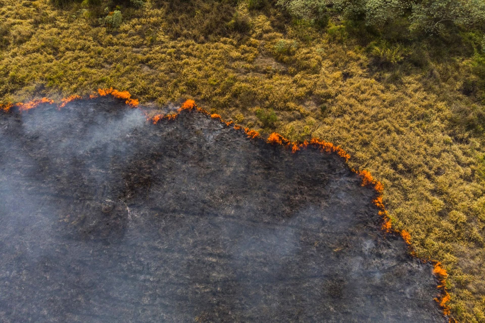 Si bien el fuego es a menudo un proceso natural para manejar la vegetación, nueve de cada 10 de los incendios del Amazonas en 2020 siguieron la intención de convertir la selva tropical en tierras de uso comercial
