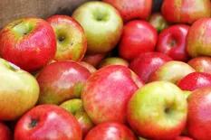En postres, ensaladas o conservas: ideas para aprovechar la cosecha de manzanas