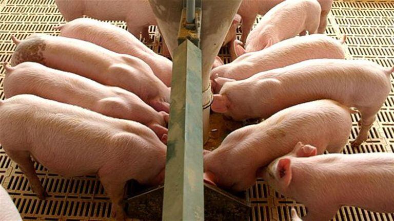 La menor demanda de China impactó sobre el comercio mundial de la carne de cerdo