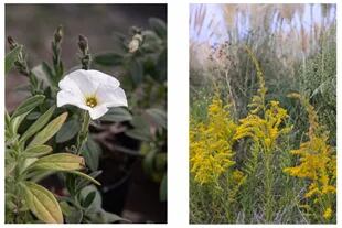 Izquierda: Petunia axillaris. Florece desde primavera hasta fines de otoño, con abundantes flores blancas y perfumadas. Puede incorporarse  en canteros, maceteros, jardineras,  rocallas y jardines costeros. Llega a medir  40 cm y a veces sus tallos se extienden hasta 1 m de altura. Derecha: Solidago chilensis. Florece durante el verano y otoño, extendiendo el interés de los espacios verdes. Sus flores de color amarillo dorado sobresalen sobre tallos verticales y atraen mariposas y polinizadores al jardín. Llega a medir 1,40 m de altura.