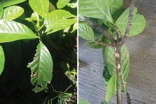 Izquierda: hojas dañadas por insectos masticadores. Derecha: así luce una planta con cochinilla. 