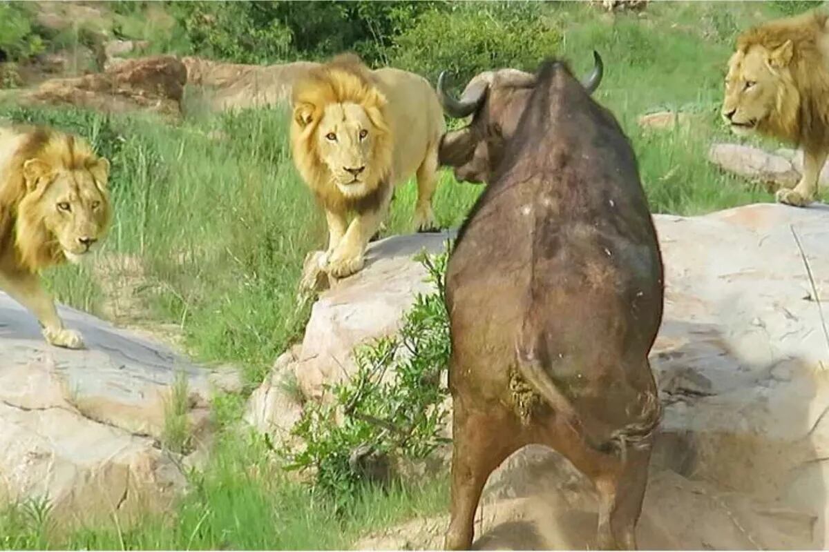 Video: el descarnado ataque de una manada de leones a un búfalo con la pata  rota - LA NACION