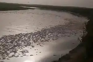 Alarma en Tucumán y Santiago del Estero: aparecieron millones de peces muertos a lo largo del río Salí