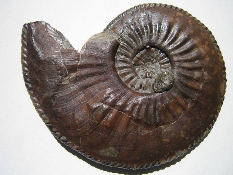 Un amonite, esos moluscos extintos con forma de caracol cuyos fósiles se suelen encontrar en las piedras traídas de Neuquén