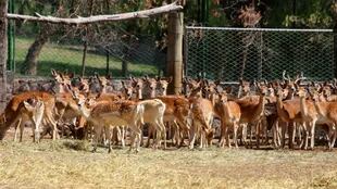 Varios animales murieron en los últimos meses en el zoo de Mendoza