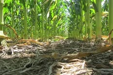 Mercado de granos: firmeza también para el maíz