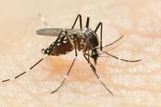 Estudio. ¿Cuál es el riesgo de tener dengue y coronavirus al mismo tiempo?