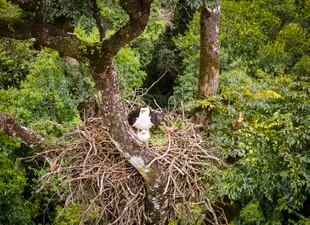 El nido se encuentra ubicado dentro del sistema de áreas protegidas de Misiones, en un lugar casi inaccesible para las personas