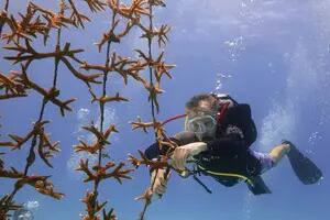 La defensa del medio ambiente: misión rescate de un vivero de coral