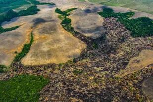 Preocupación: la pérdida de bosque se incrementó 12 % en el mundo en el 2020