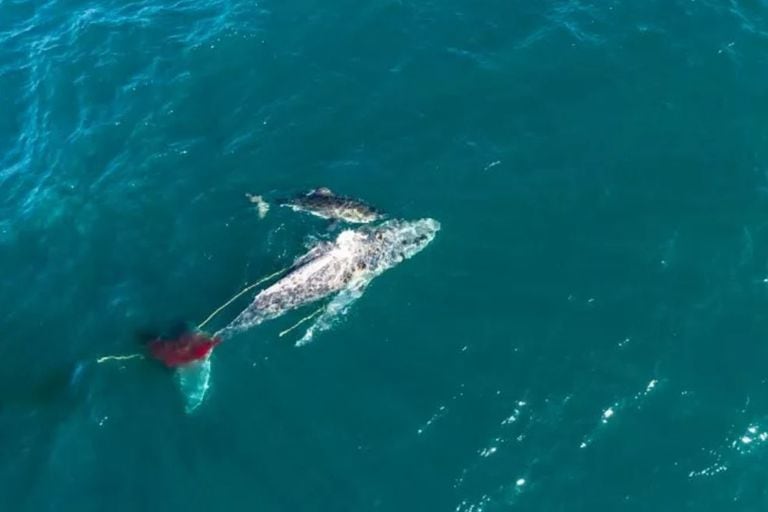 El inusual acontecimiento natural fue grabado desde un dron en las costas de Sudáfrica el verano pasado y las dio a conocer un documental de National Geographic