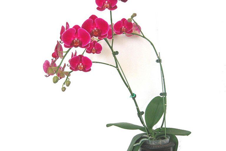 Un lindo ejemplar de Phalaenopsis