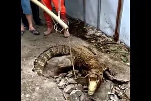 Escuchaban “ruidos extraños” debajo de una vereda y al romperla se encontraron con cocodrilos