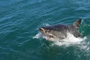 Advierten de la llegada de tiburones blancos a Florida justo para el Spring Break