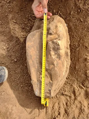 El cráneo del camélido de entre 400.000 y 700.000 años