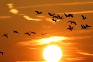 Por qué los parques eólicos marinos pueden afectar la migración de aves