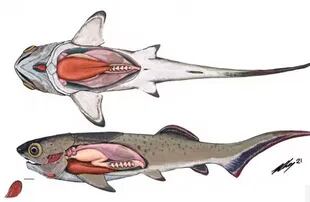 Así se ven los órganos internos del antiguo pez prehistórico acorazado, según la reconstrucción de un artista.
