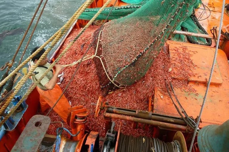 Cayeron las exportaciones pesqueras en 2022 y esperan una recuperación para este año