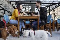 Una ciudad se declaró “pet friendly” y permitirá ir con mascotas a bares y restaurantes
