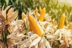 Tras nuevas subas, en Chicago el precio del maíz acumuló una mejora semanal del 4,8%