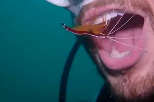 El increíble momento en el que un camarón le limpia los dientes a un buceador