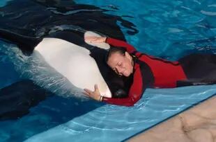 Cuando fue atacada por la orca que la mató, Dawn se encontraba recostada junto a ella fuera de la piscina