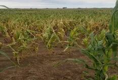 Mercado de granos: el maíz tardío cambia el patrón comercial
