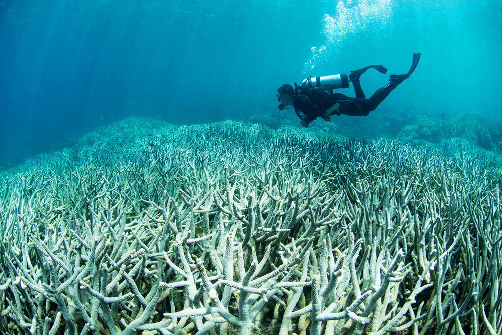 Cuando el agua del océano se calienta en exceso comienza un proceso de blanqueamiento que puede llevar a la muerte a los corales