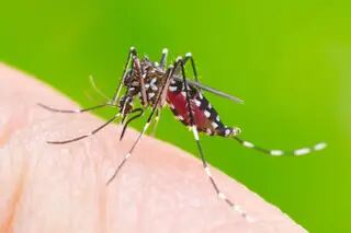 Cuál es el mosquito que transmite el dengue