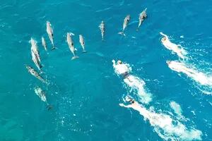 Más de 30 nadadores fueron denunciados por acosar delfines en Hawái